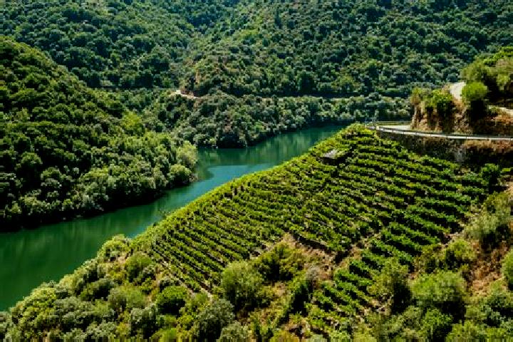 Escorts Ribeira de Frades, Portugal — Local Companions