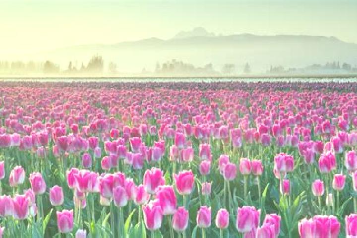 Escorts Rolling Fields, United States — Local Companions