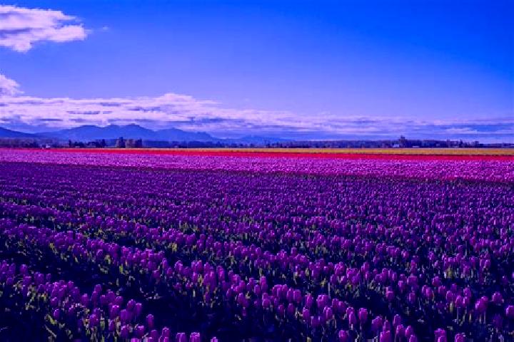 Escorts Rose Valley, United States — Local Companions