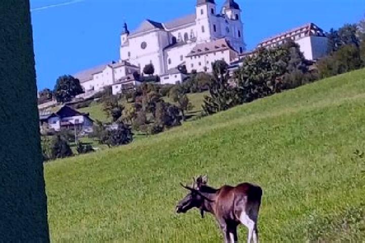 Escorts Rosenau am Sonntagberg, Austria — Local Companions