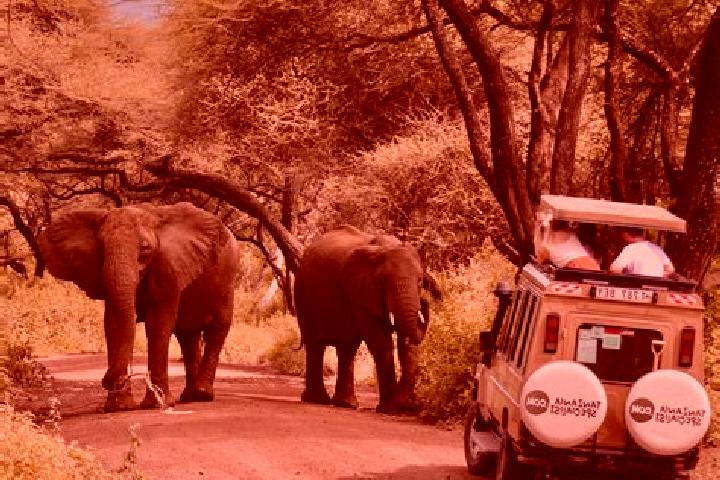Escorts Ruaha, Tanzania — Local Companions