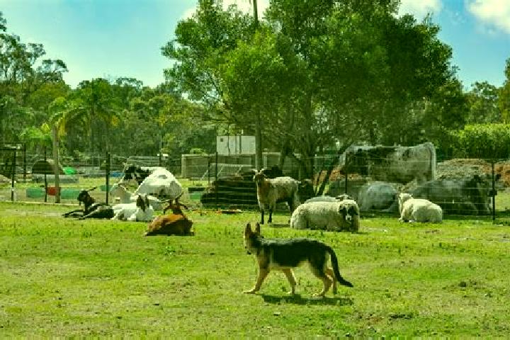 Escorts Sancrox, Australia — Local Companions