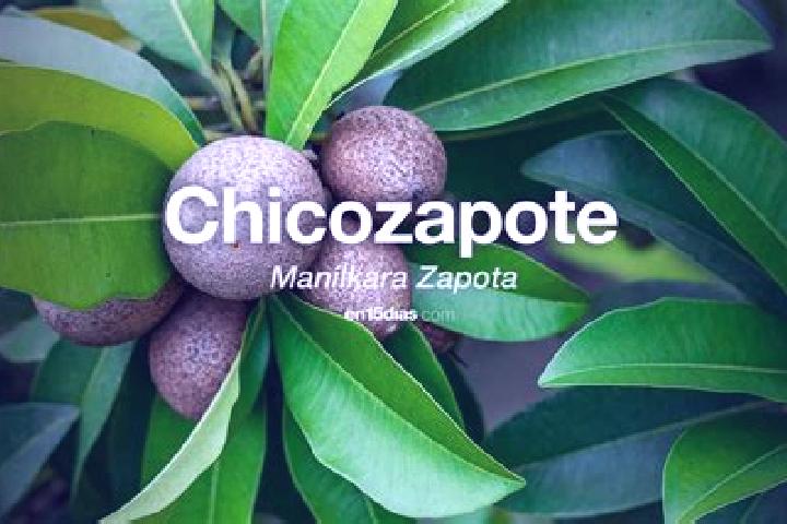 Escorts Santa Maria del Zapote, Mexico — Local Companions