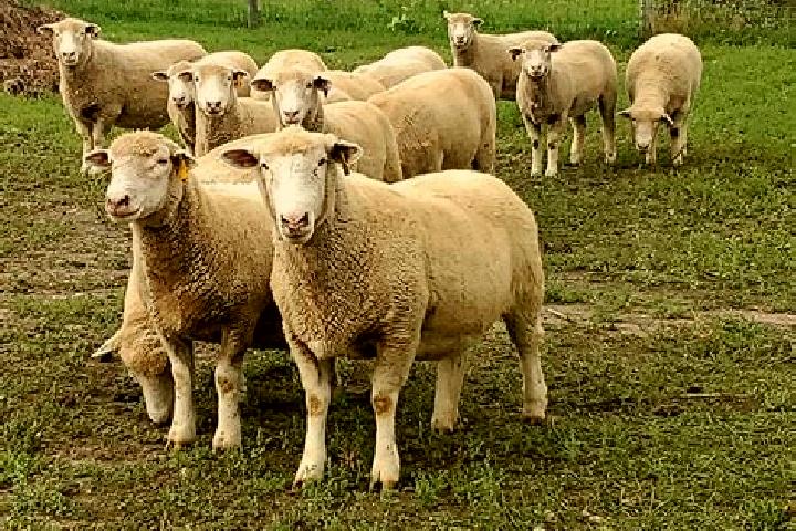 Escorts Schapen, Germany — Local Companions
