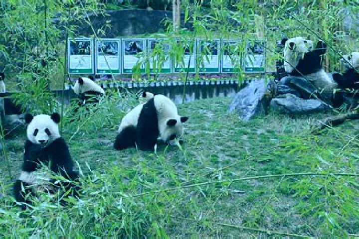 Escorts Shendu, China — Local Companions