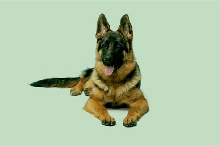 Escorts Shepherd, United States — Local Companions