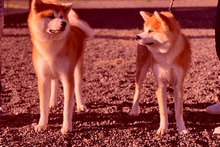 Escorts Shiba, Japan — Local Companions
