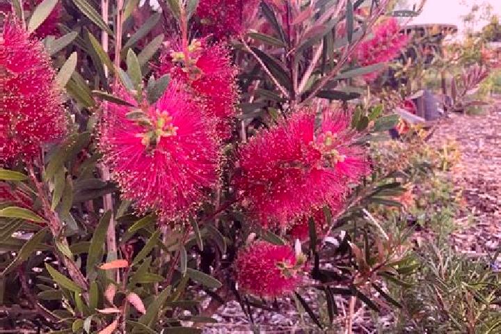Escorts South Arm, Australia — Local Companions