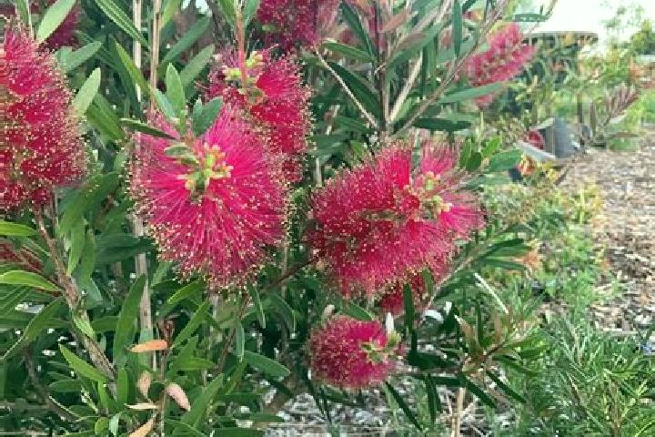 Escorts Strathdickie, Australia — Local Companions