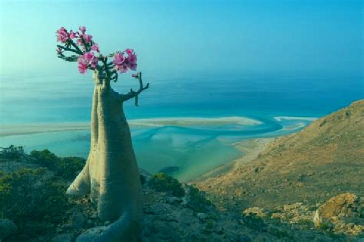 Escorts Suq ar Rubu , Yemen — Local Companions