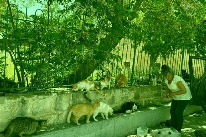 Escorts Tala, Mexico — Local Companions