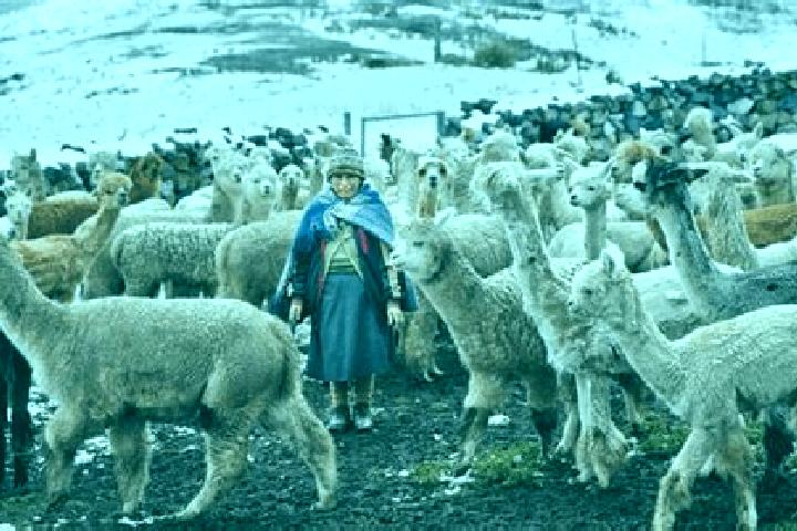 Escorts Tarucani, Peru — Local Companions