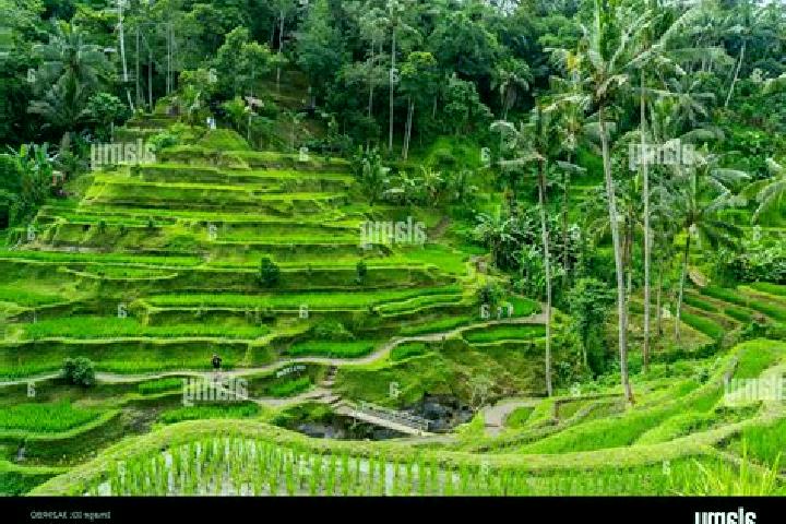 Escorts Tegalalang, Indonesia — Local Companions