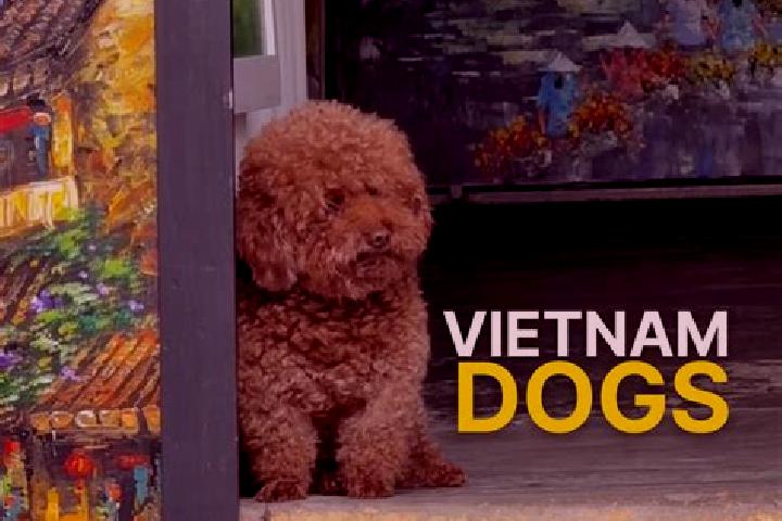 Escorts Thi Tran GJong Van, Vietnam — Local Companions