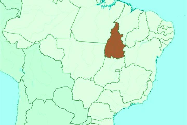 Escorts Tocantins, Brazil — Local Companions