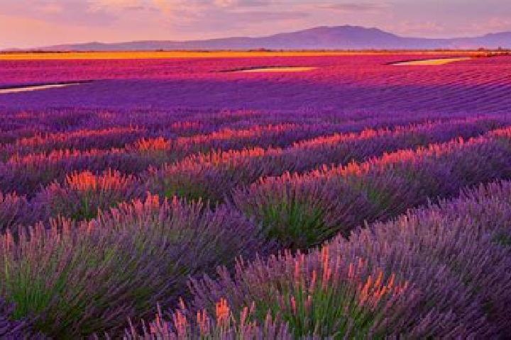 Escorts Valensole, France — Local Companions