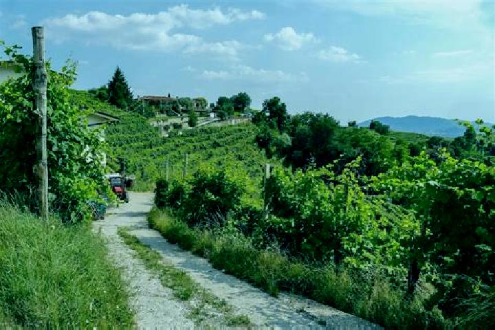 Escorts Vidor, Italy — Local Companions