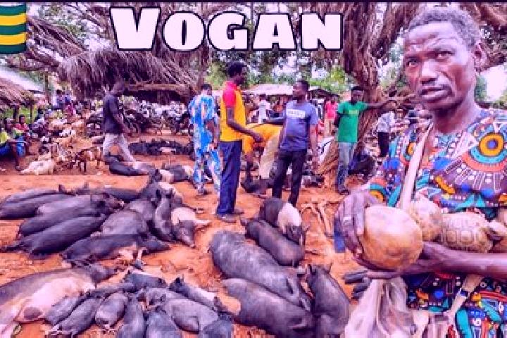 Escorts Vogan, Togo — Local Companions