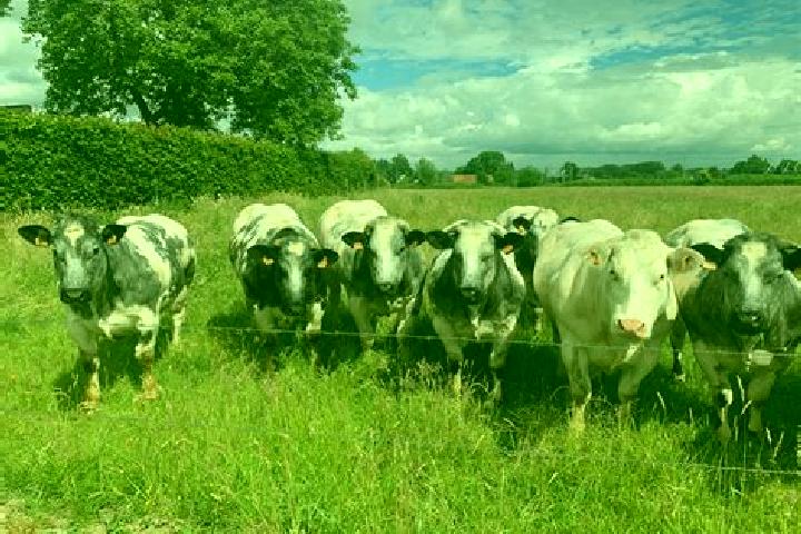 Escorts Wambeek, Belgium — Local Companions