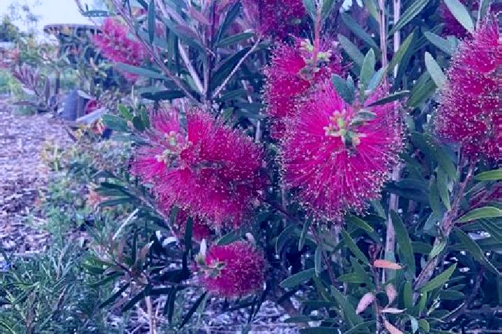 Escorts Westdale, Australia — Local Companions