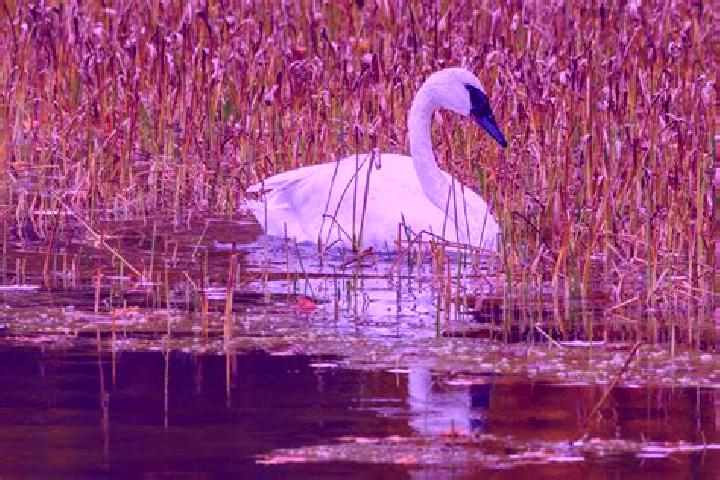 Escorts White Swan, United States — Local Companions