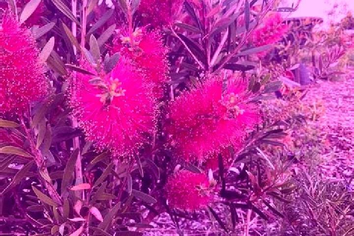 Escorts Wondunna, Australia — Local Companions