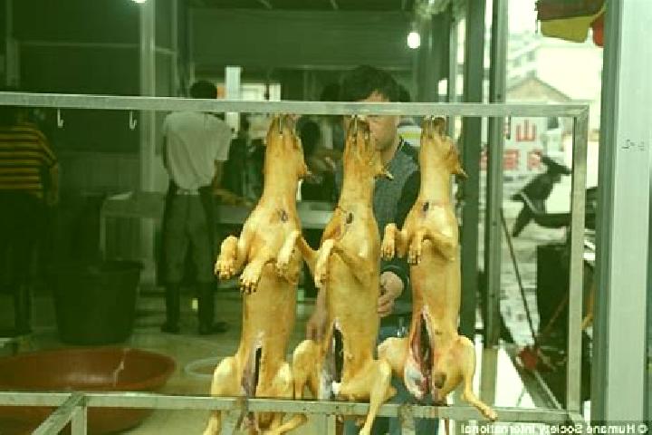Escorts Yulin, China — Local Companions