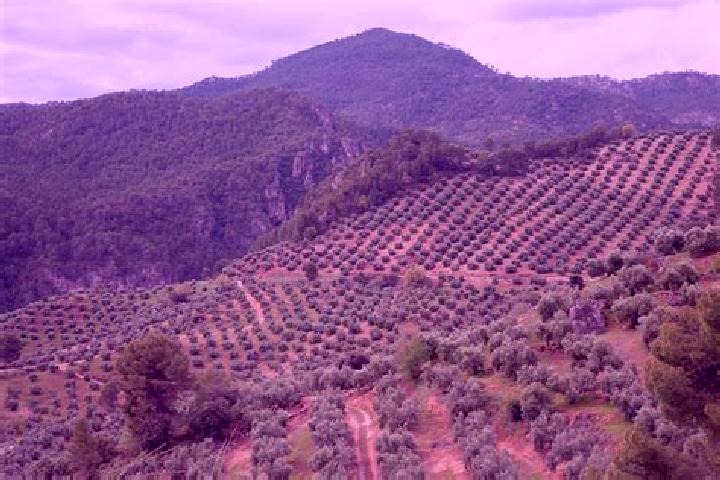 Escorts Zalamea la Real, Spain — Local Companions