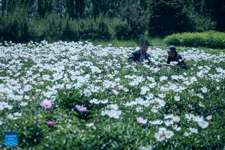 Escorts Zhangwu, China — Local Companions