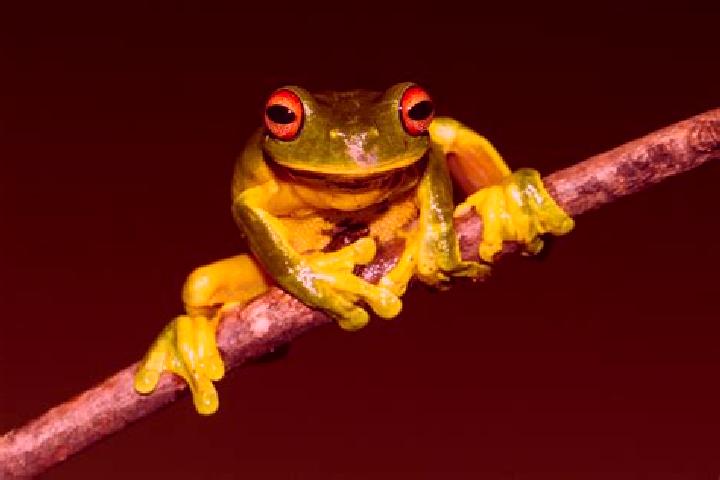 Eva, 23, a red green-eyed caribbean companion based in Busselton. Offering Duos, Overnight, Striptease, GFE. Available for incall and outcall, overnight book...