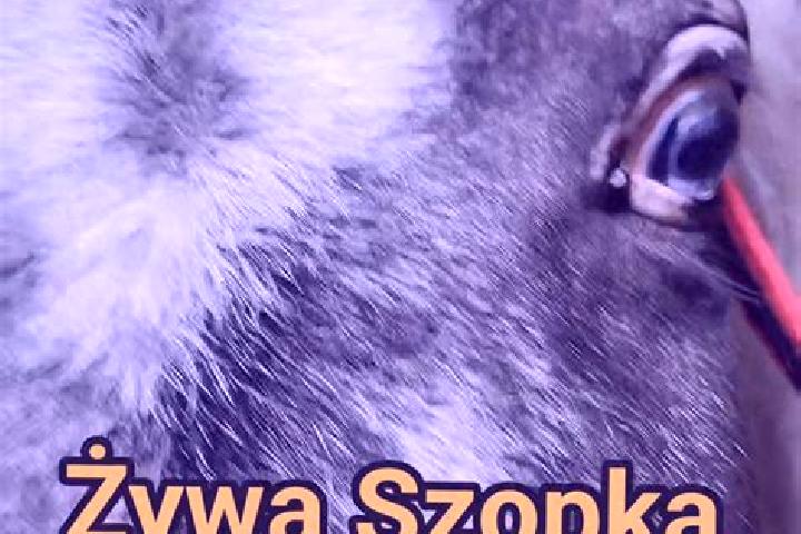 Eva, 31 — Escort in Koden, Poland