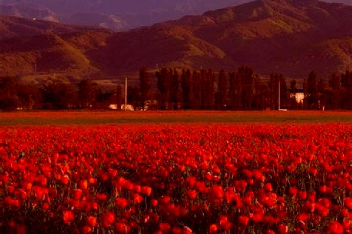 Evelyn, 26 — Escort in Chapayev, Kazakhstan