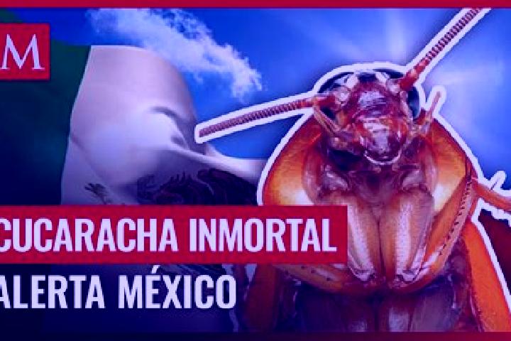 Evelyn, 28 — Escort in Cucarachas, Mexico