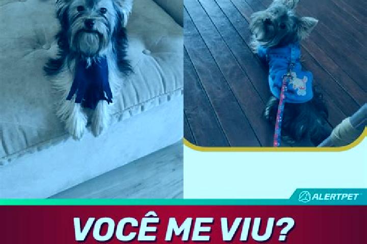 Evelyn, 29 — Escort in Alvinlandia, Brazil