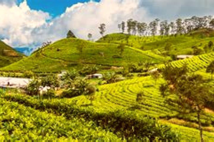Evelyn, 32 — Escort in Haputale, Sri Lanka