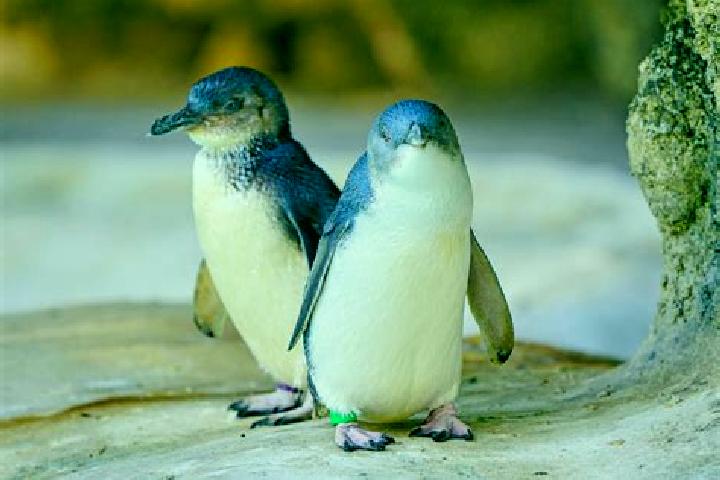 Evelyn, 33 — Escort in Penguin, Australia