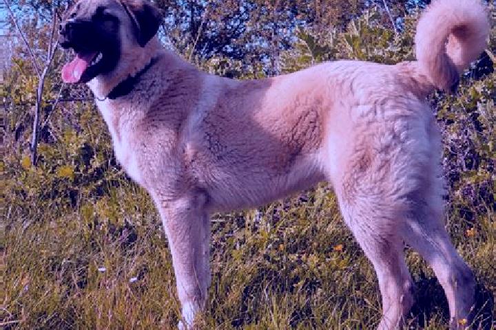 Grace, 20 — Escort in Kangal, Turkey