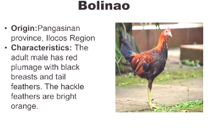 Grace, 23 — Escort in Bolilao, Philippines