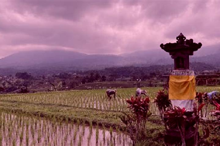 Grace, 33 — Escort in Busungbiu, Indonesia