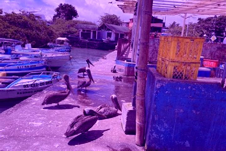 Grace, 37 — Escort in Puerto Ayora, Ecuador