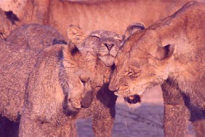 Hannah, 31 — Escort in Ruaha, Tanzania