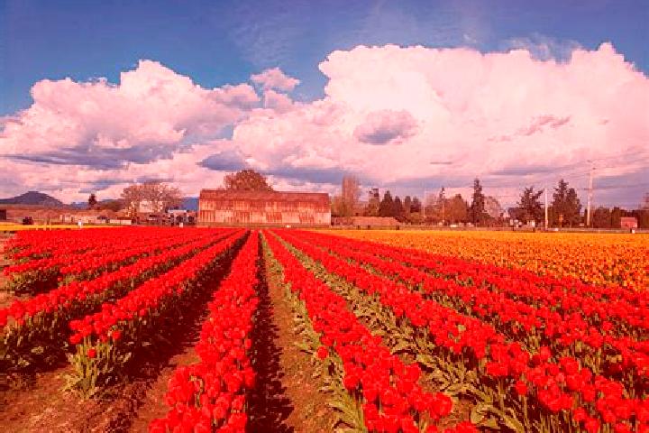 Hannah, 33 — Escort in Tulalip, United States