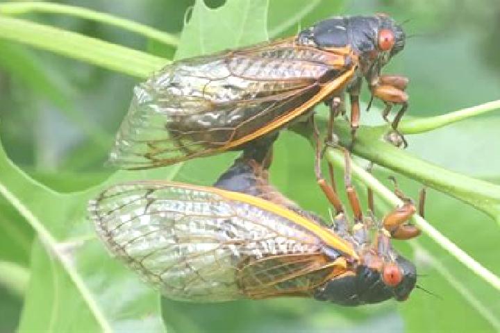 Hannah, 38 — Escort in Cicadas, Indonesia