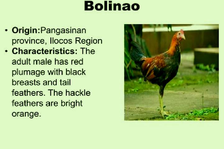 Harper, 20 — Escort in Bolilao, Philippines