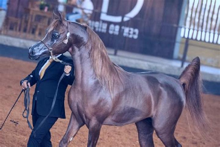 Harper, 24 — Escort in Riacho dos Cavalos, Brazil