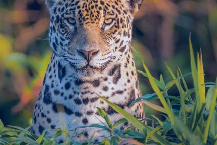Harper, 25 — Escort in Jaguara, Brazil