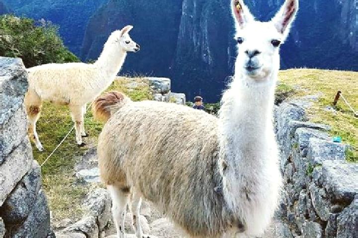 Harper, 31 — Escort in Llama, Peru