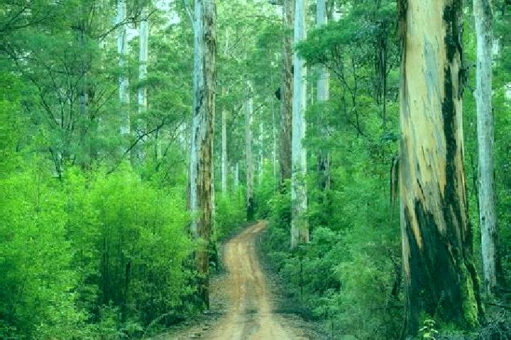 Harper, 33 — Escort in Pemberton, Australia
