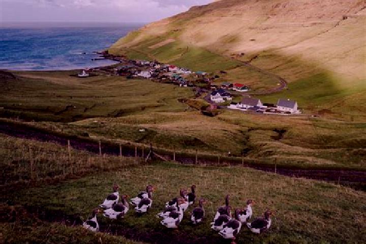 Harper, 33 — Escort in Vid Sjogv, Faroe Islands