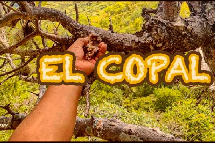 Harper, 34 — Escort in El Copalillo, Mexico